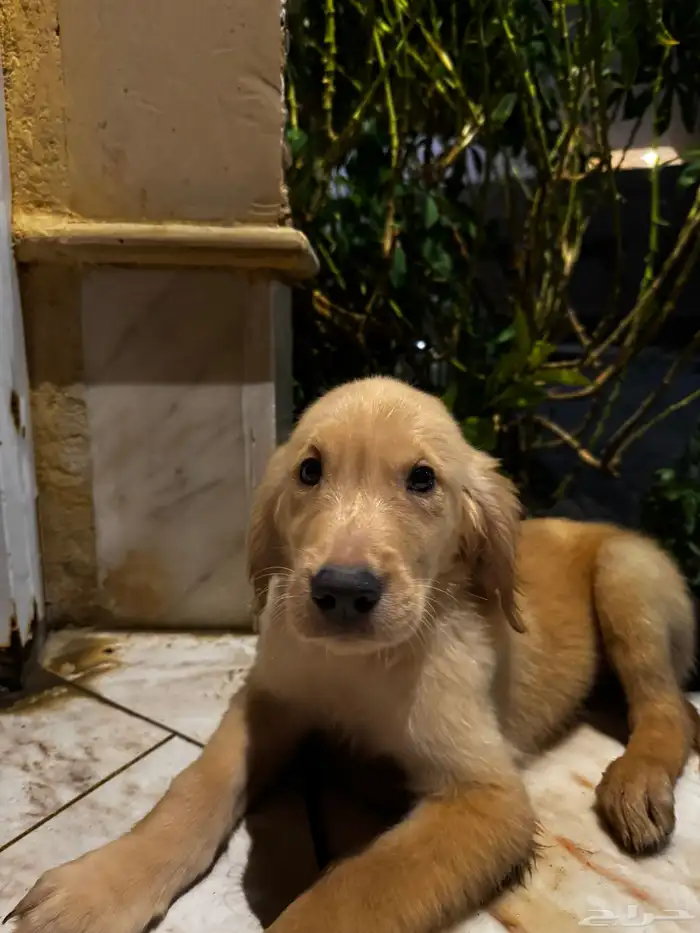 pure golden retriever 10