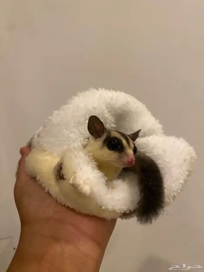 سنجاب طاير (شوقر قلايدر ) 0