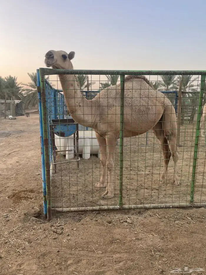 بكره حقه باتليه 0