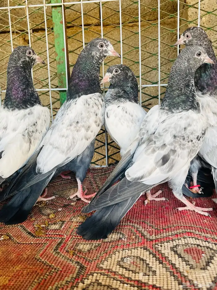 طبات تيدي فواخر 2