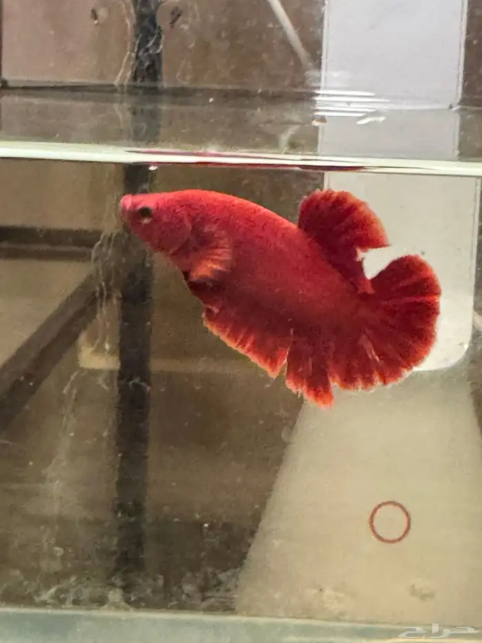 للبيع سمك فايتر مستويات 5