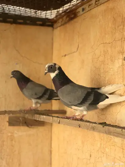 حمام قطيفي   قلابي index