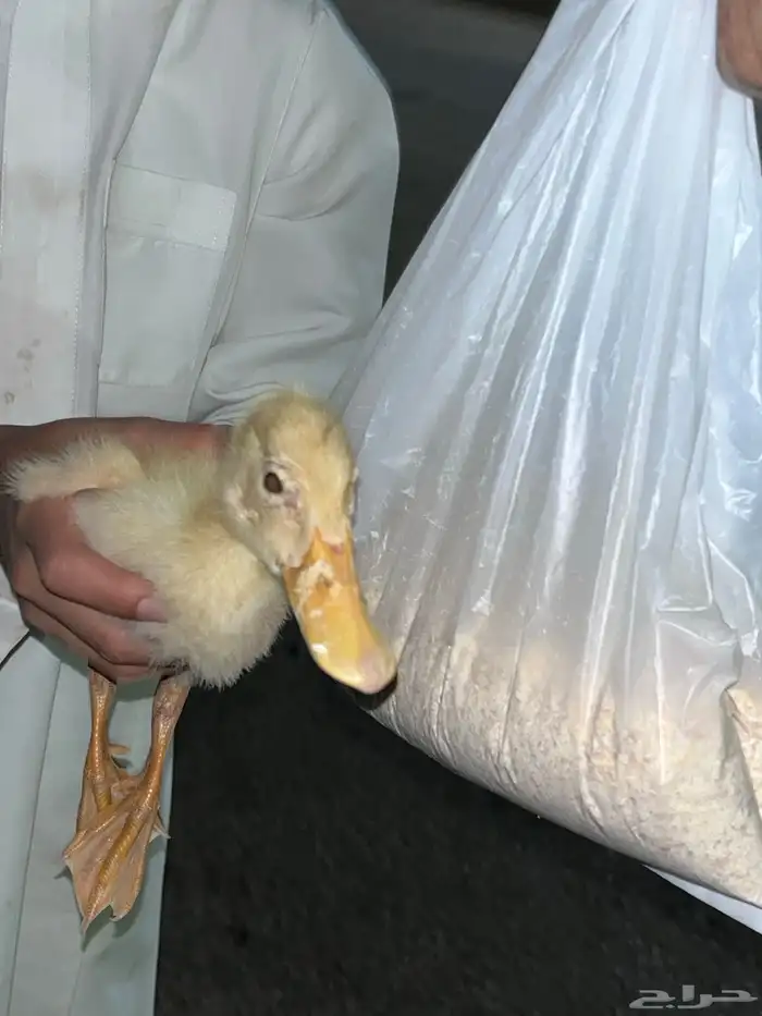 بطة السعر10 حي البوادي لا يدق إلا الصامل ما في توصيل 2