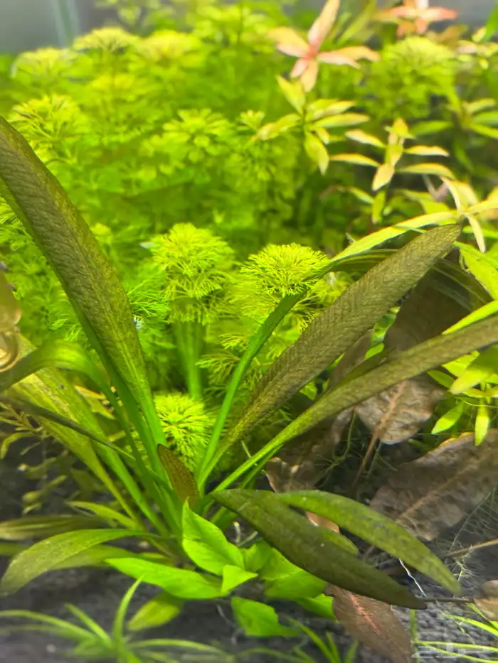 احواض سمك aquarium مزروعة  ونباتات مائية   تصاميم إحترافية 48