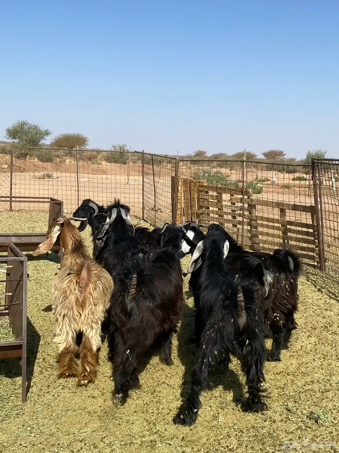 تيوس طيبات 2