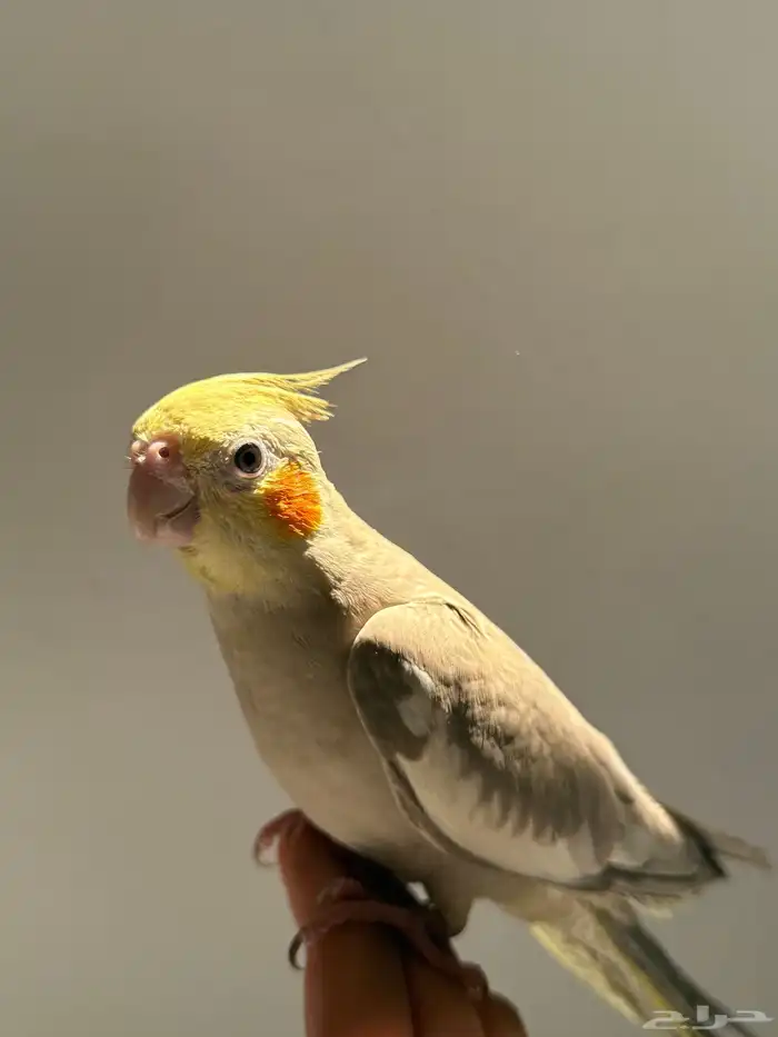 كروان كوكتيل للبيع 1