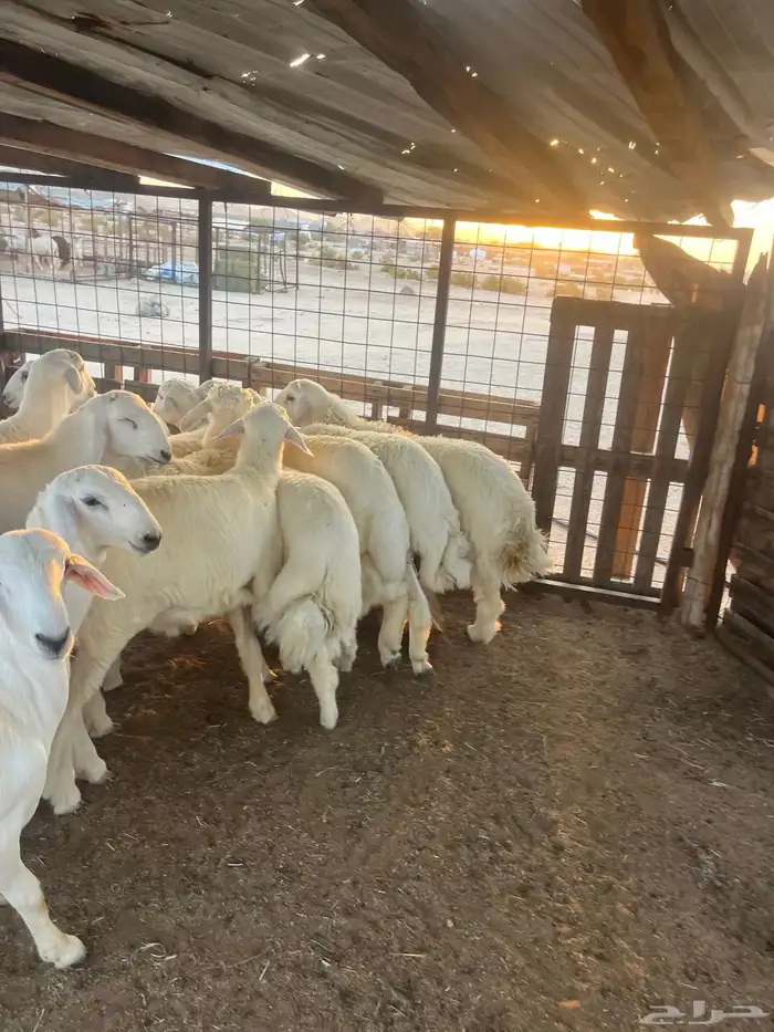 طليان حريه مع الذبح وتوصيل207تقيم إيجابي ولله الحمد 15