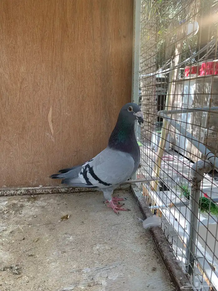 زاجل سباق كويتي 1