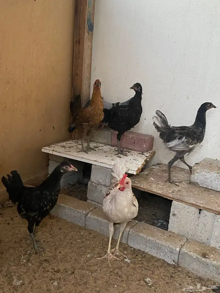 دجاج وديك للبيع 0