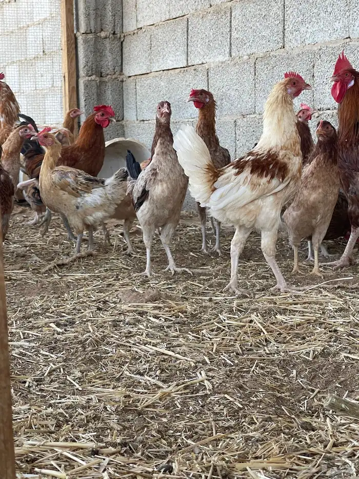 دجاج بلدي وفيومي بياض 1