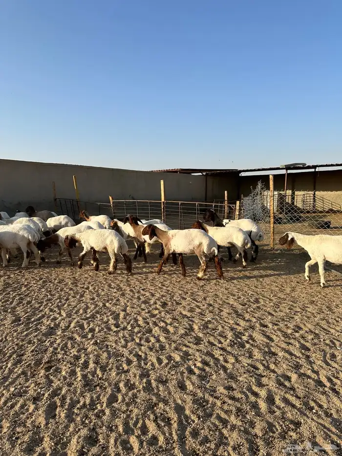 جذعات انعيم طيبه اللبييع 7