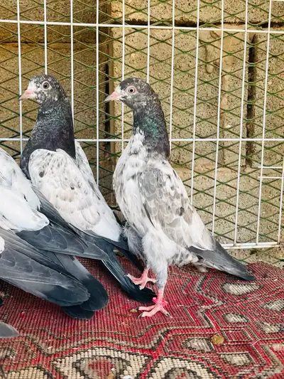 طبات تيدي فواخر index