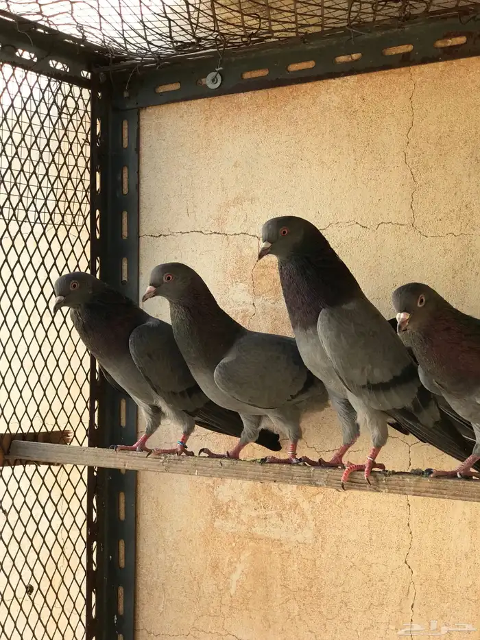 حمام قطيفي   قلابي 13