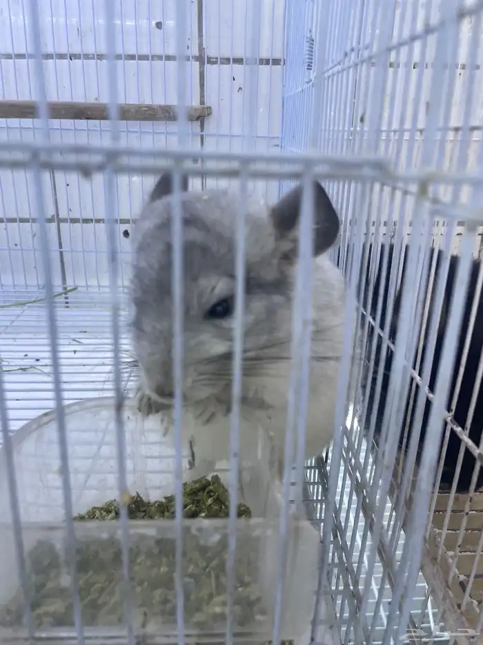 شانشيلا أليفه 2