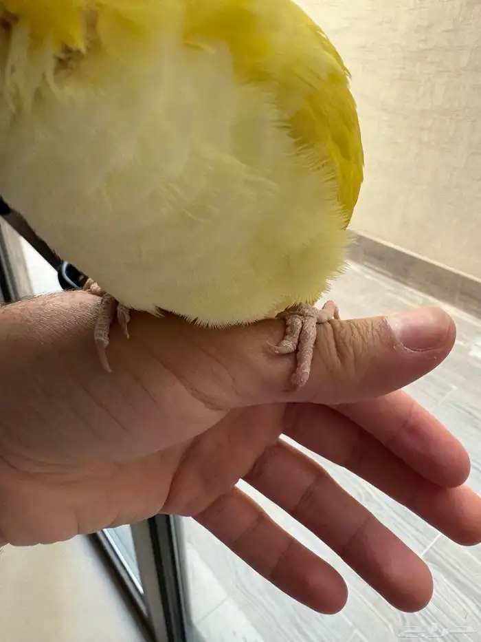 كويكر لاتينو اليف 3