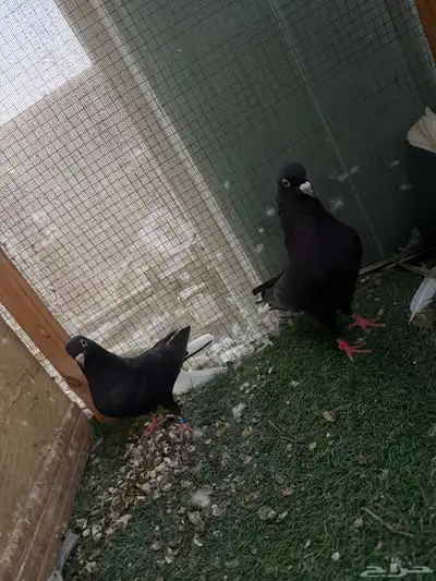 للبيع قطايف اجوز تب مطير index