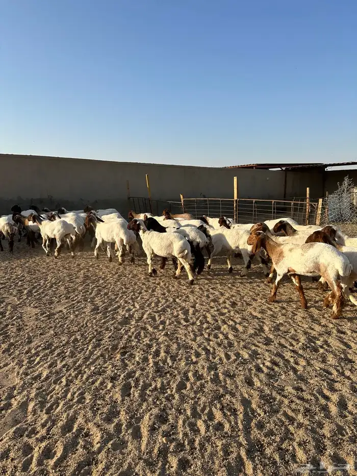 جذعات انعيم طيبه اللبييع 16