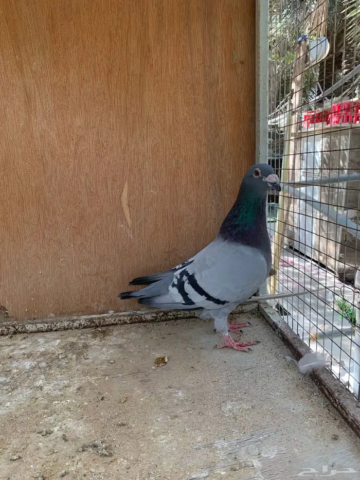 زاجل سباق كويتي 0