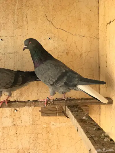 حمام قطيفي   قلابي index