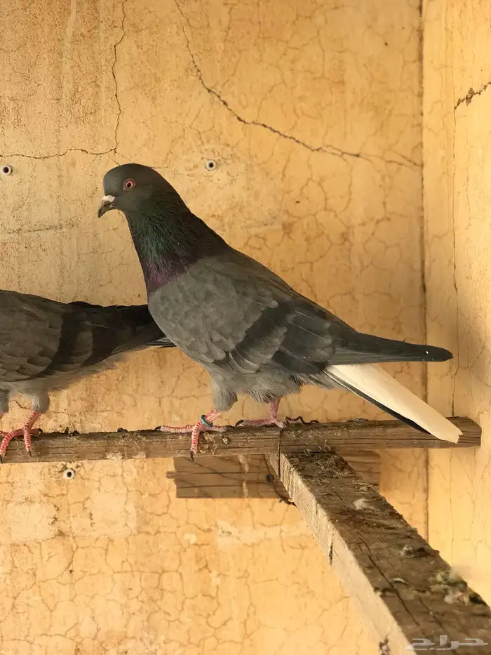 حمام قطيفي   قلابي 8