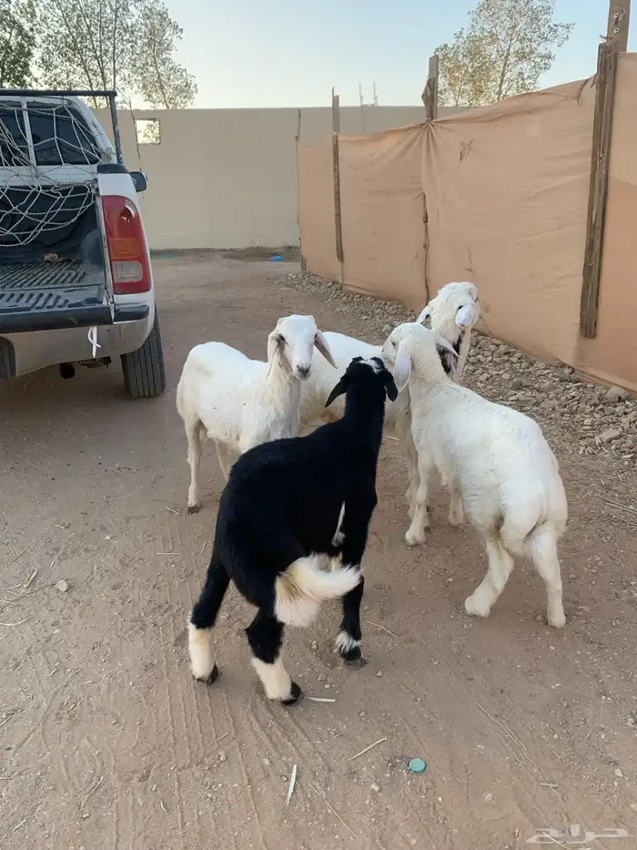 ثلاثه طليان ورخل 6