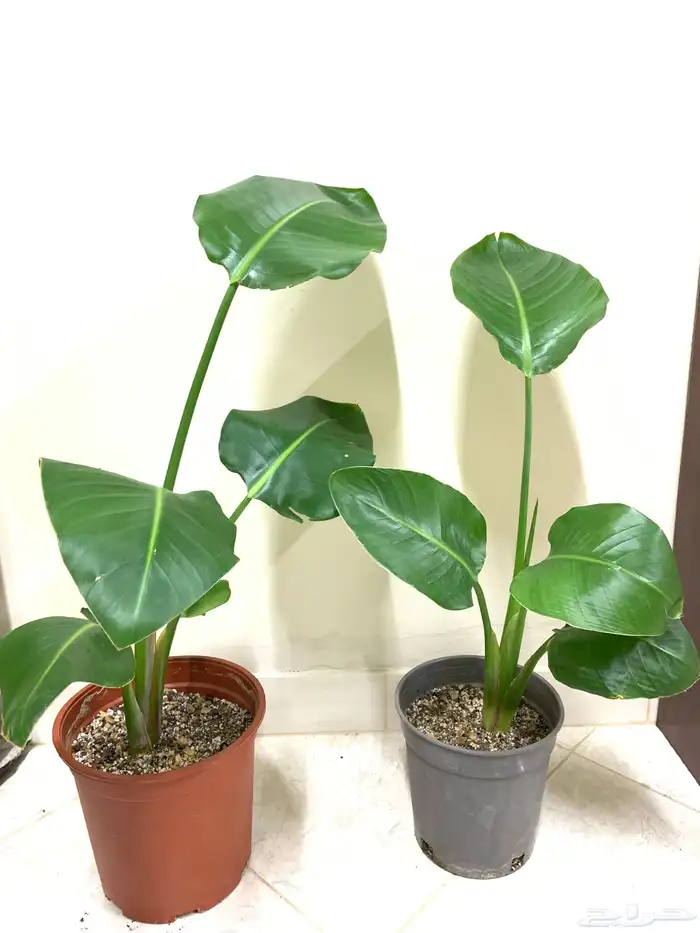 نباتات بوتس 0