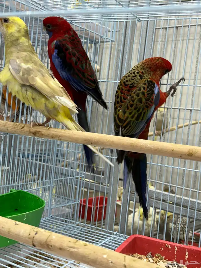 كريمسون روزيلا 1