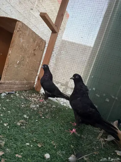 للبيع قطايف اجوز تب مطير index