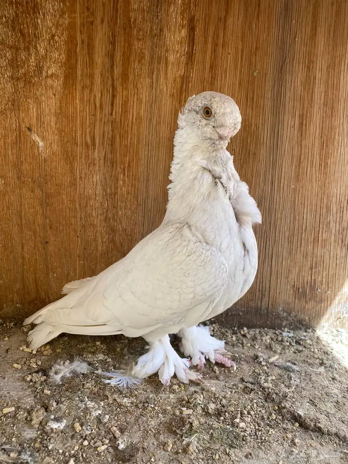 انثى فراشه 3