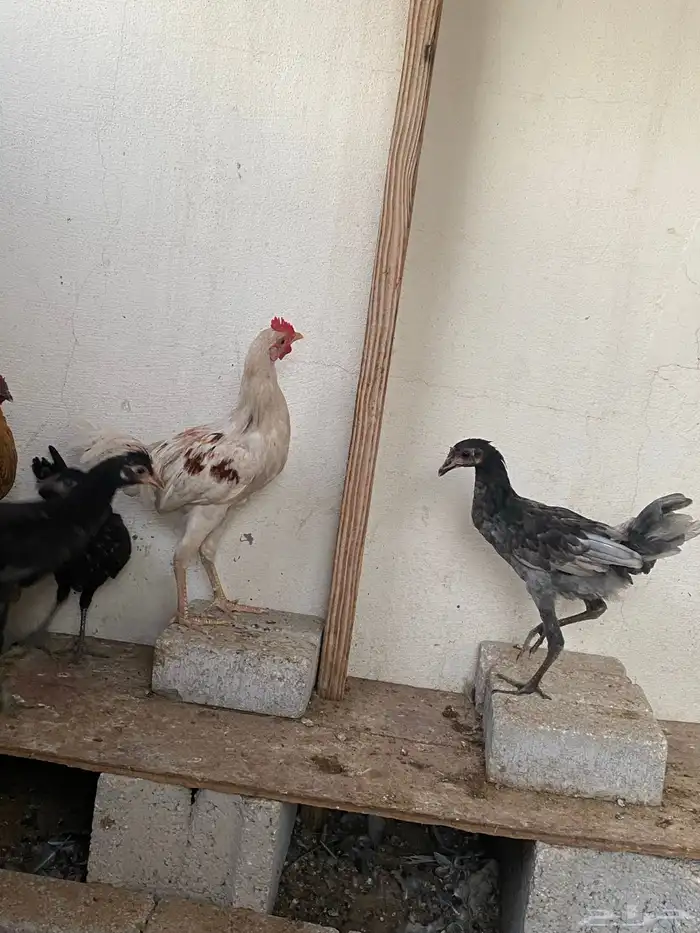 دجاج وديك للبيع 6
