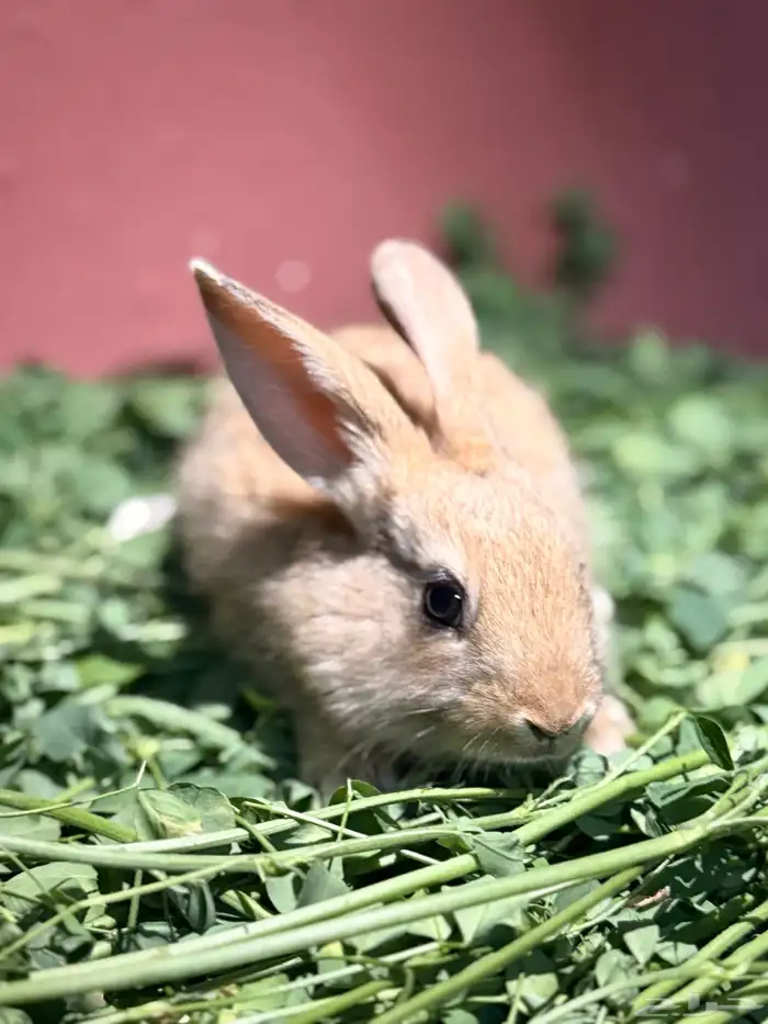 ارانب صغيره لطيفه وجميله 1