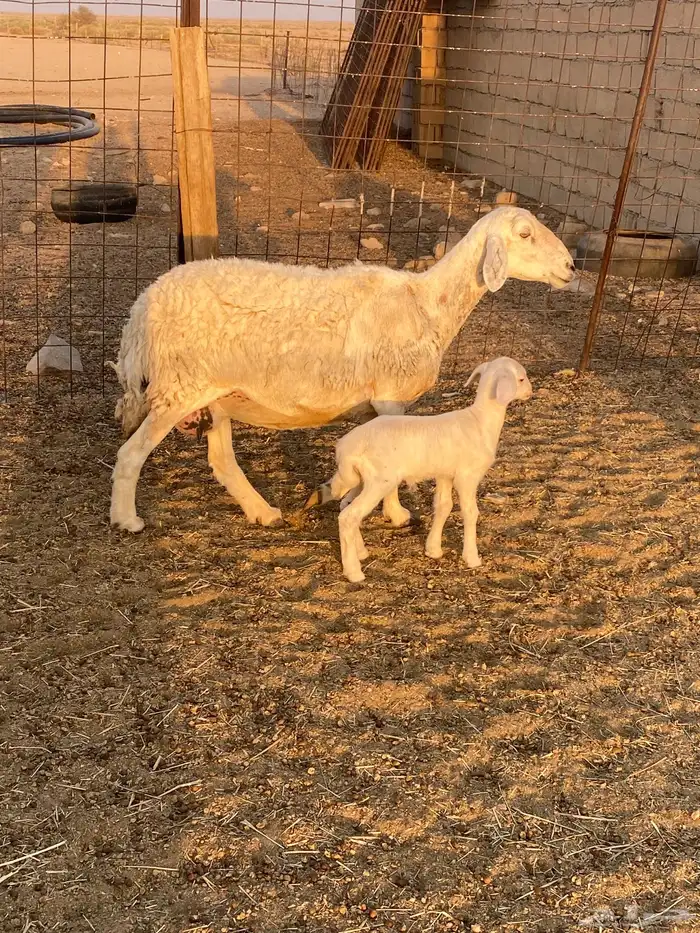 للبيع غنم ولد 2