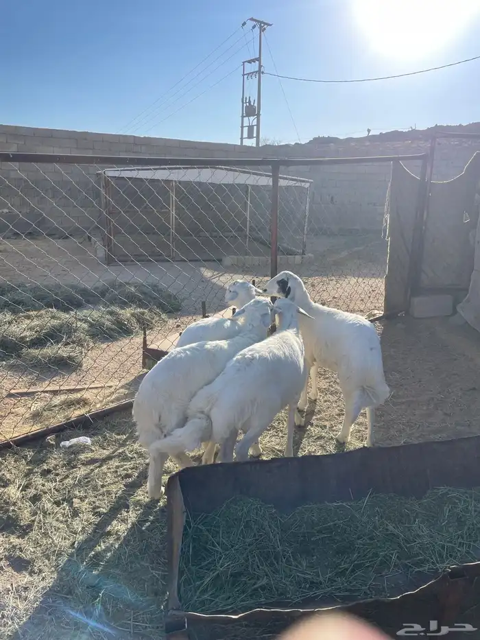 خرفان كفو صنف 3