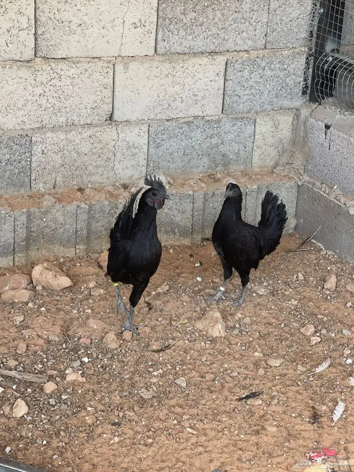 دجاج اندونيسي 0