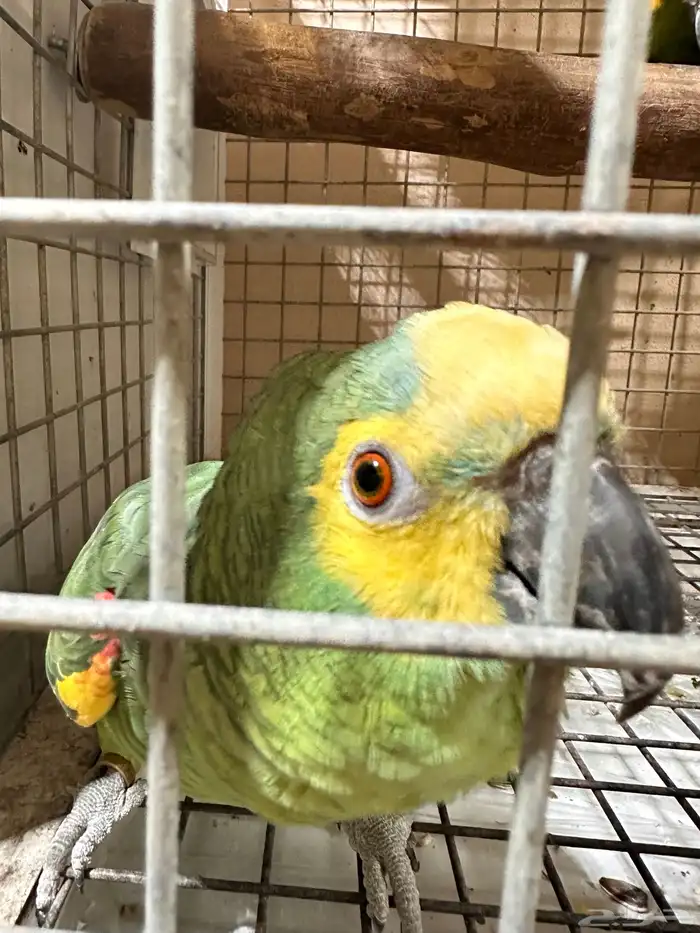 تم البيع زوج امازوني 15