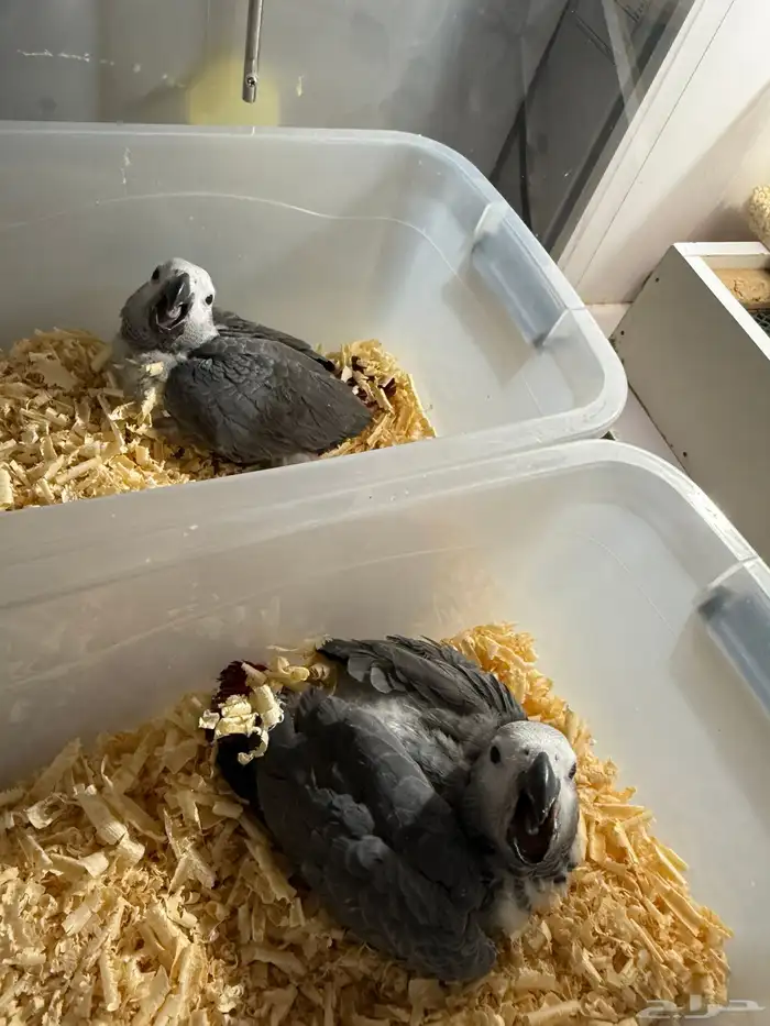 فروخ كاسكو وفرخ اكلكتس 2