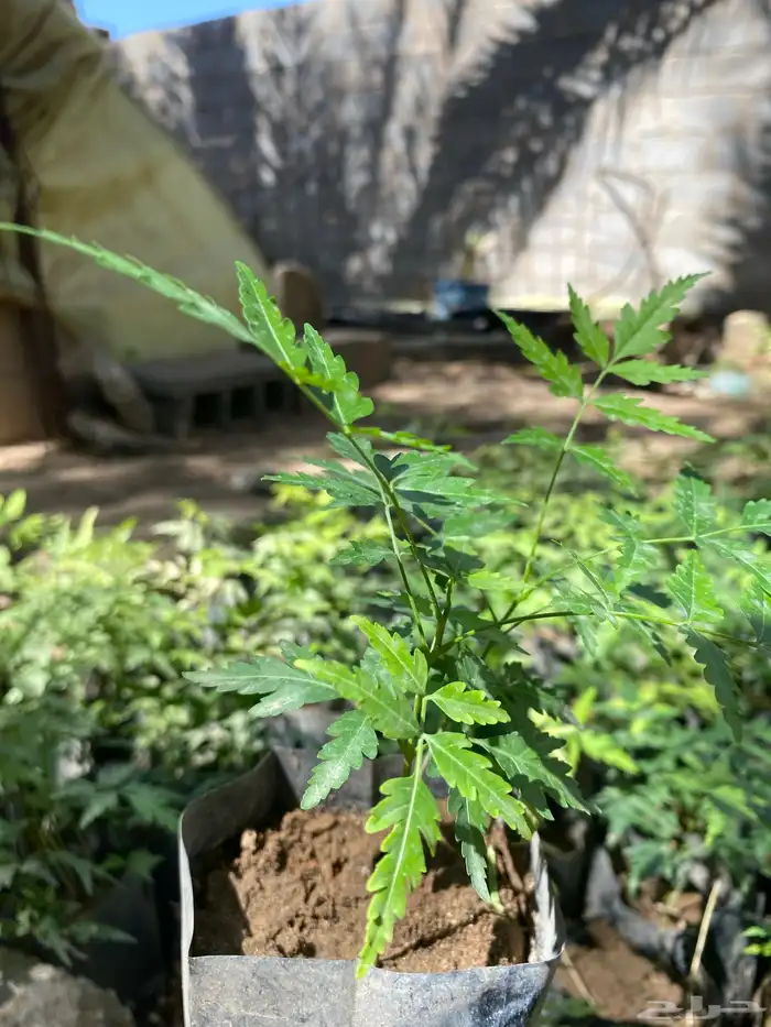 شتلات نيم جاهزه للبيع 2