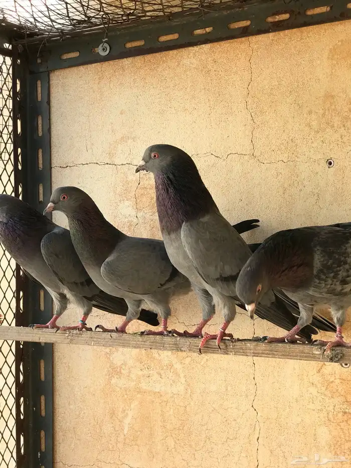 حمام قطيفي   قلابي 12