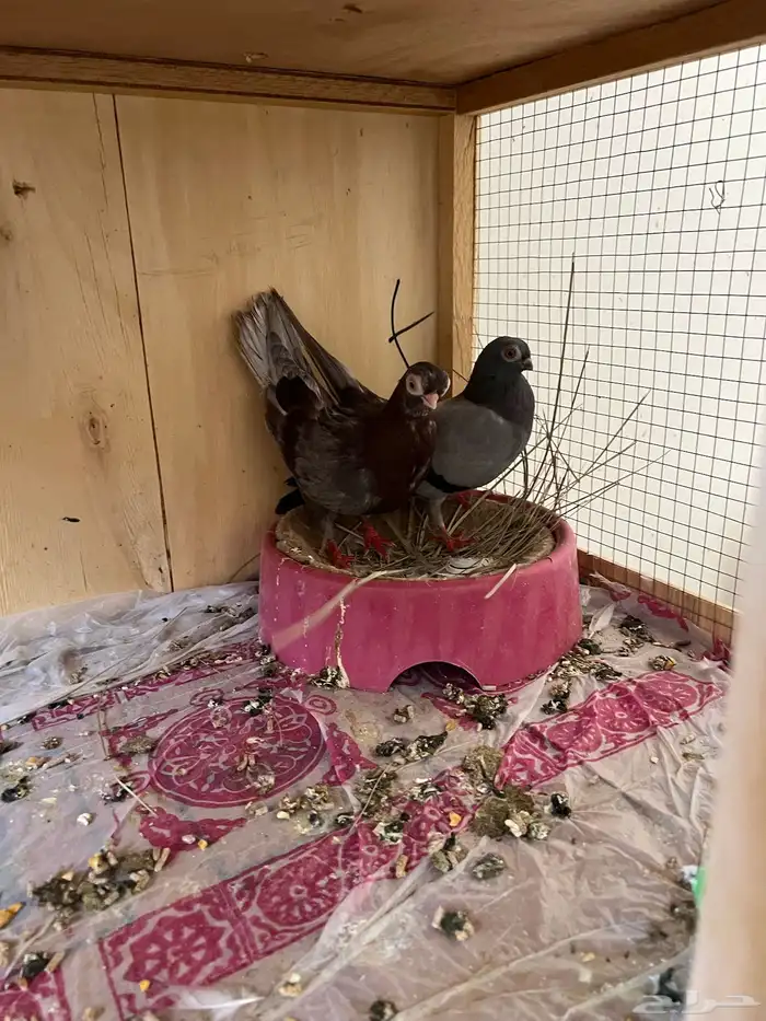 حمام كوري جوز 1