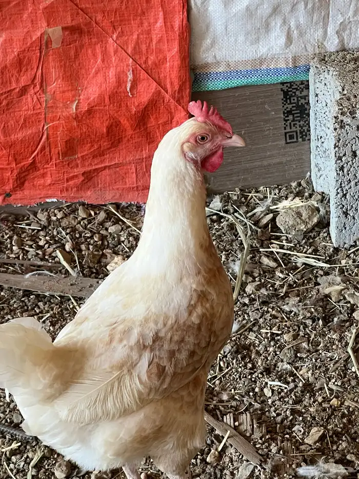 دجاجتين فرنسية للبيع 0