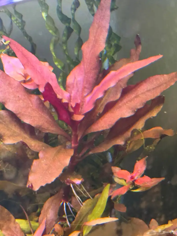 احواض سمك aquarium مزروعة  ونباتات مائية   تصاميم إحترافية 41