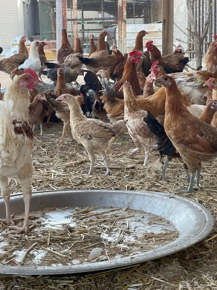 دجاج بلدي وفيومي بياض 2