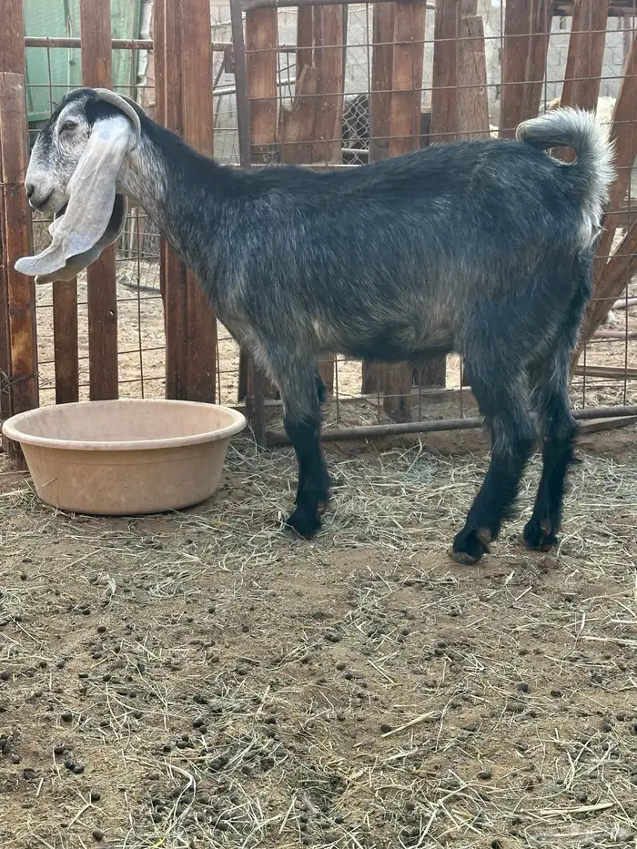 خرفان وعنز 3