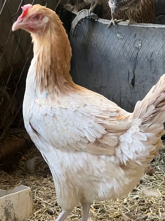 دجاج بلدي سليم شرط على مسولتي 4