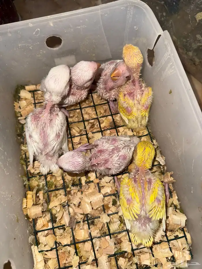 فروخ روز عيون حمر 140 0