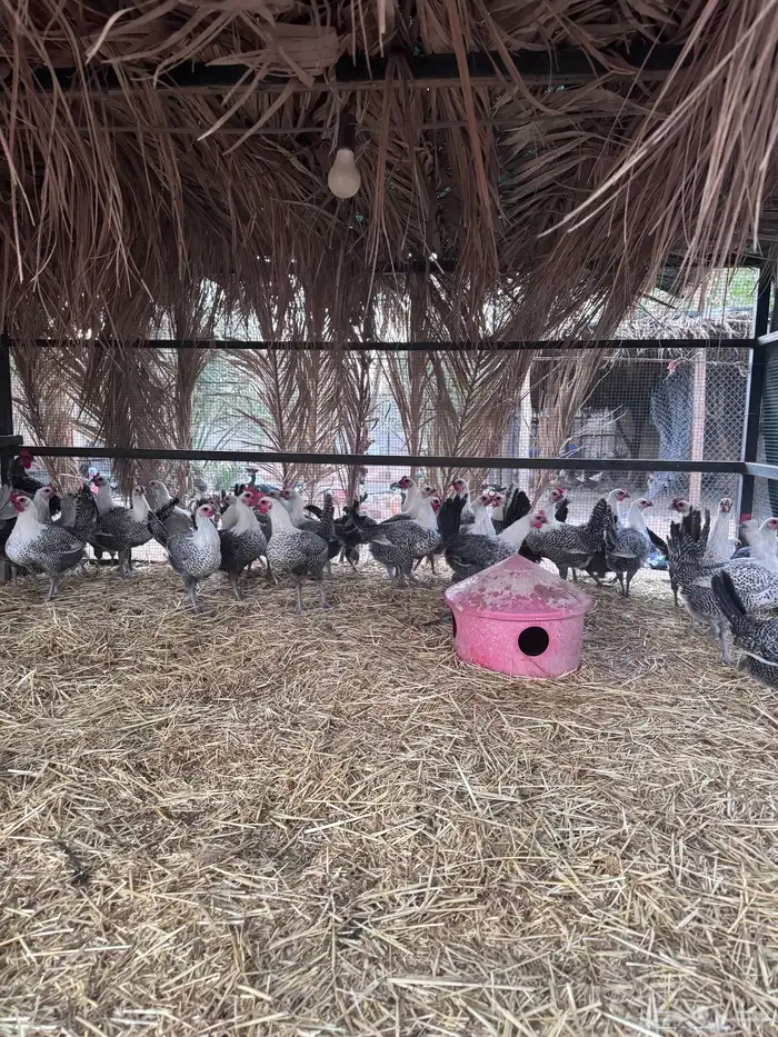 دجاج فيومي المنيوم وشبابي 4