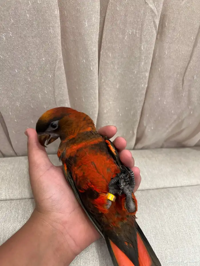 لوري دوسكي الليف حمامه هدد نشبه نهاية غر 6