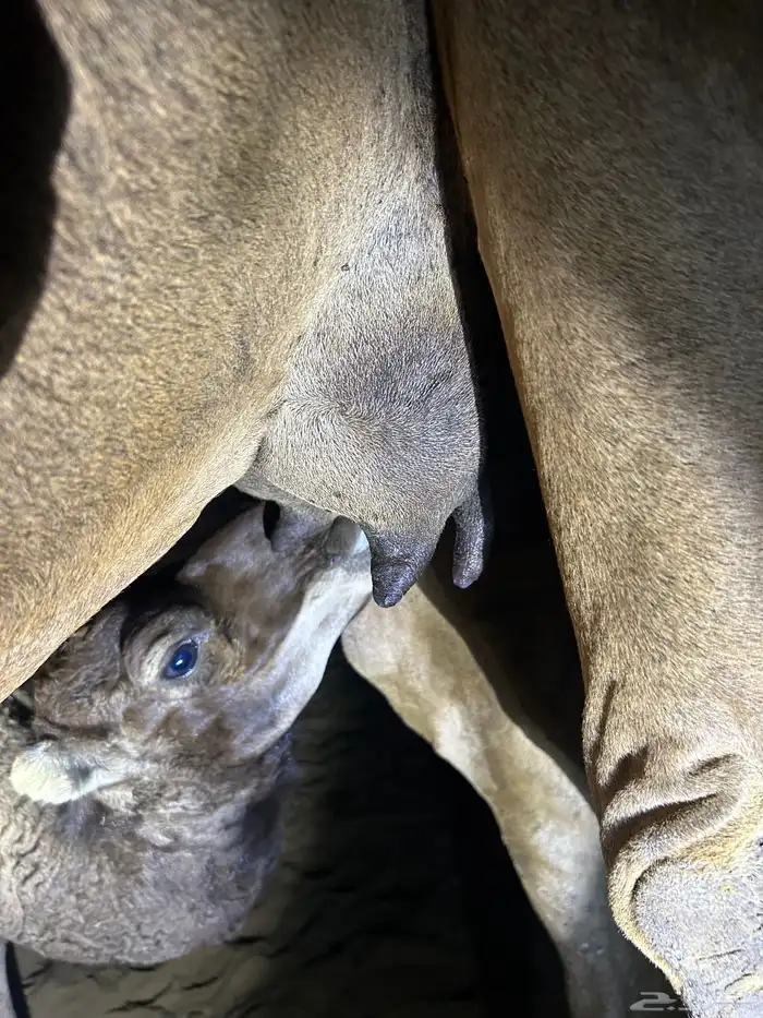 خلفه ساحليه ثنيه مشروطه 3