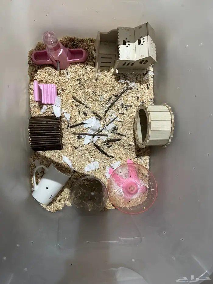 هامستر ونتر وايت النادر للبيع 4