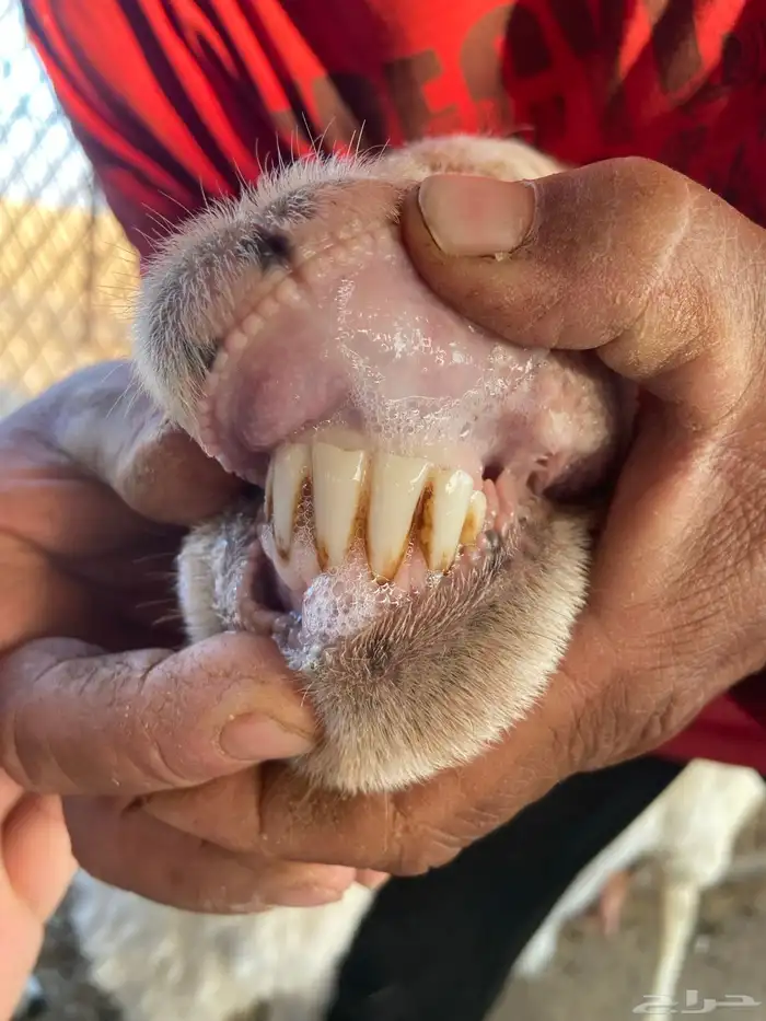 هجين متابيع 3